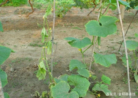消之宝 消之宝